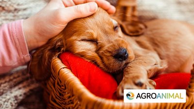 Empapadores Para Perros