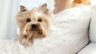 Como evitar la ca�da del pelo de tu perro