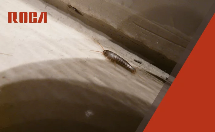 �Qu� son los pececitos de plata y por qu� aparecen en tu hogar o comercio?