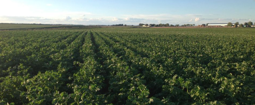 L�zaro - Personas que alimentan personas