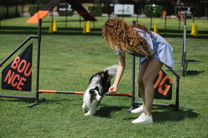 Entrenamiento para perros: C�mo mantenerlos en forma