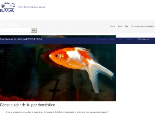 C�mo cuidar de tu pez dom�stico