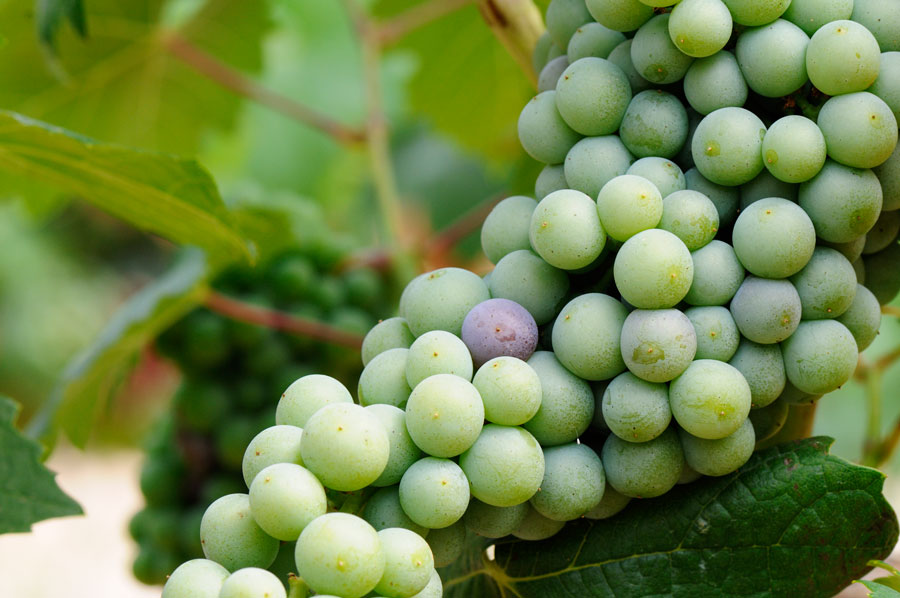 Convertir un momento especial en �nico con champagne blanc de blancs (100% chardonnay)