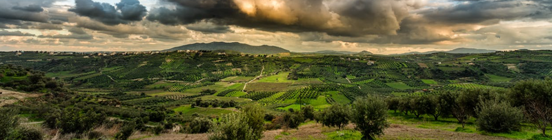 El auge del oleoturismo impulsa el desarrollo rural: Castilla-La Mancha apuesta por experiencias �nicas entre olivos