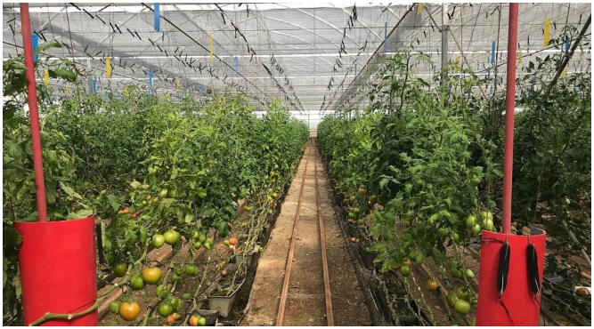 La rob�tica domina el futuro de la agricultura almeriense